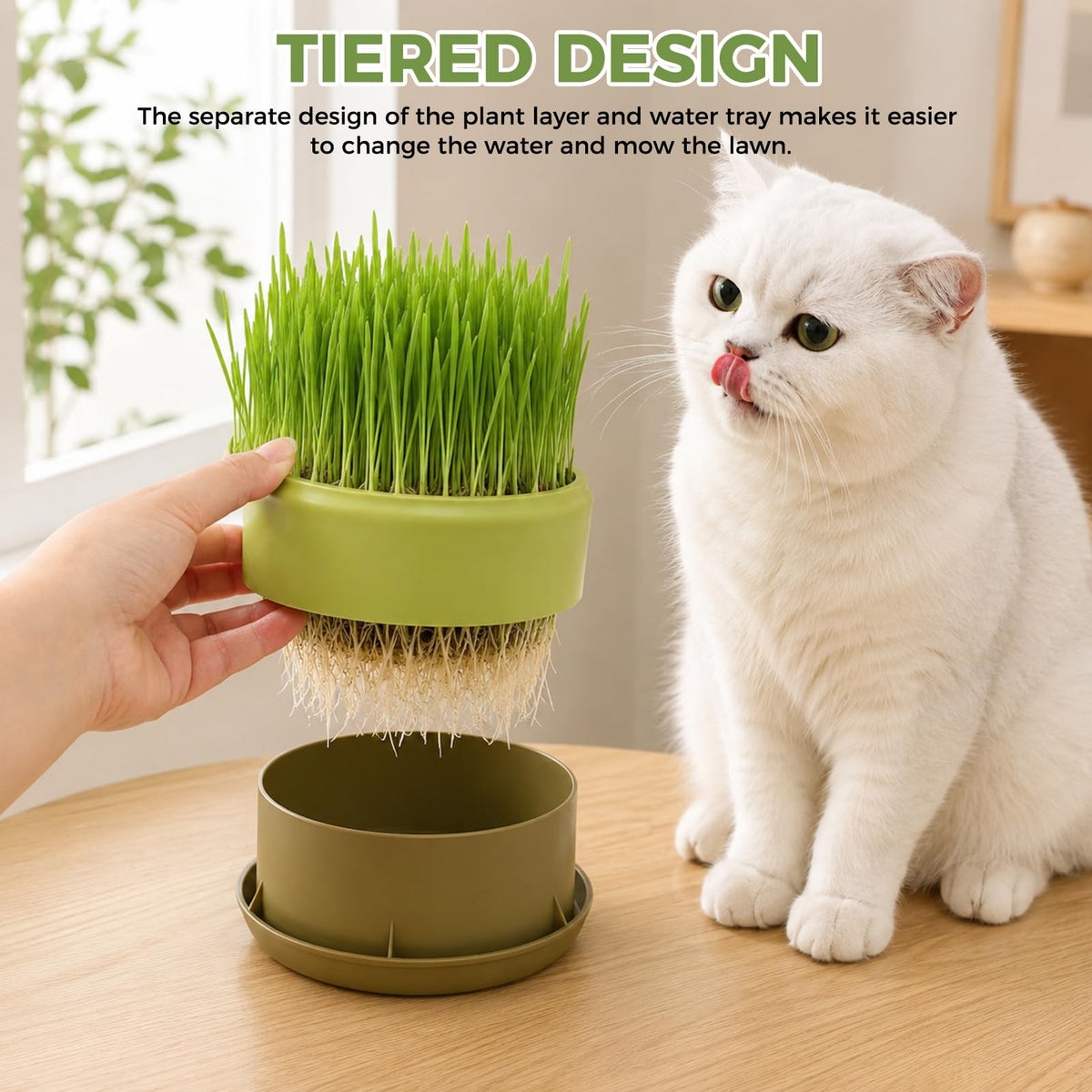 Hydroponic Cat Grass Grow Box I250