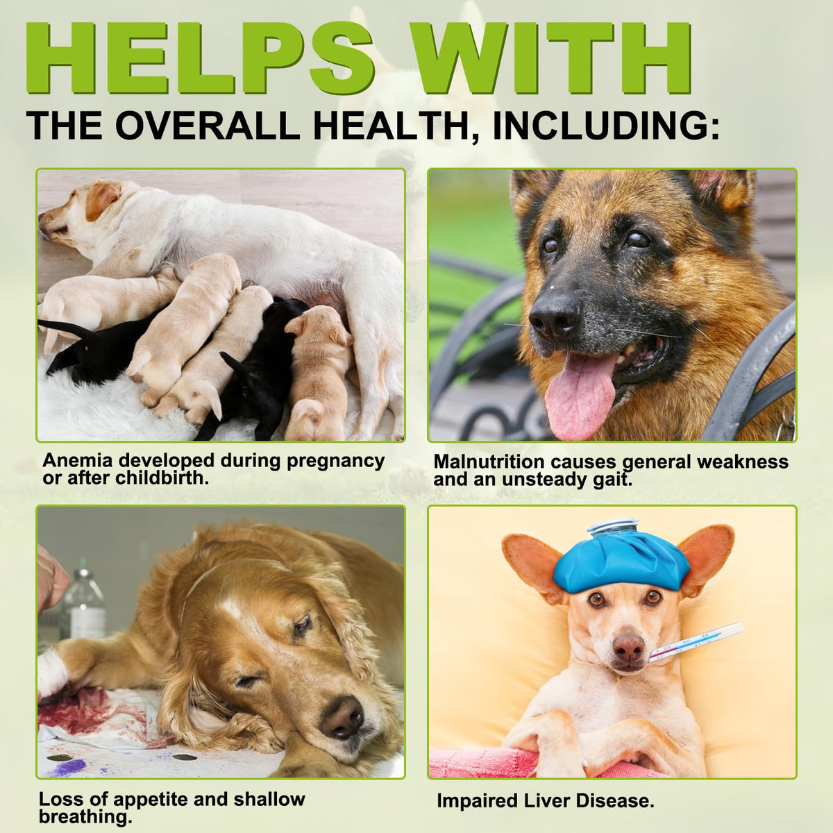 180 Chewable Milk Thistle Tablets for Dogs A269692