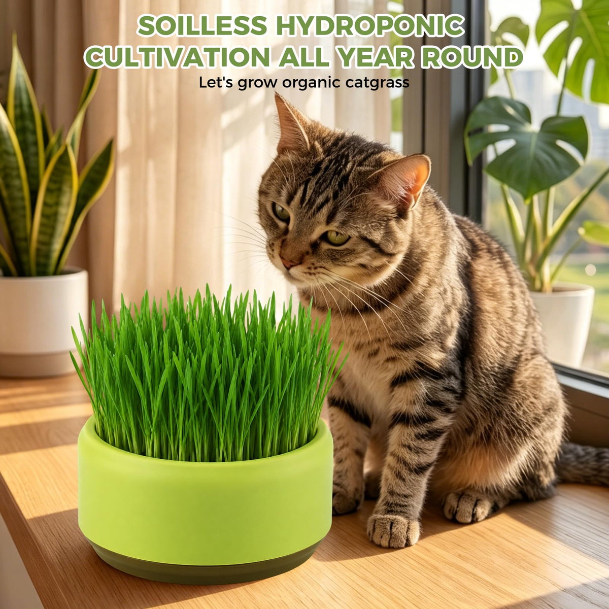 Hydroponic Cat Grass Grow Box I250